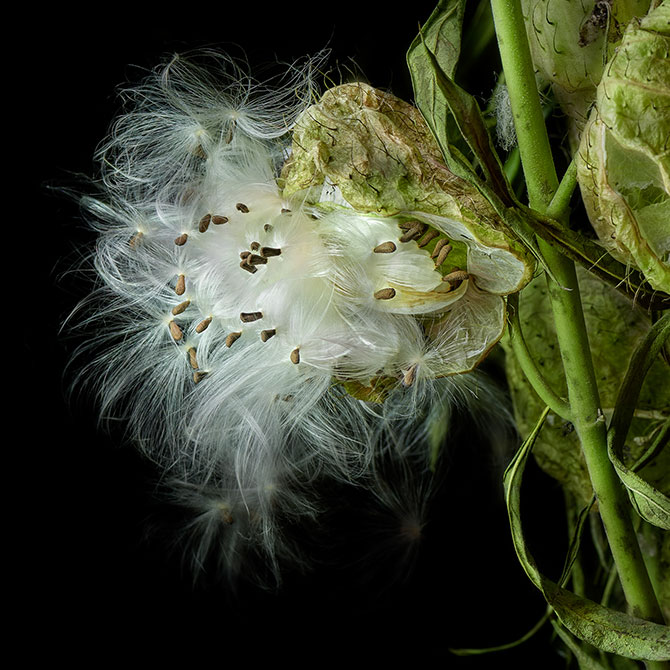 picture of Milkweed by Deb Ehrens